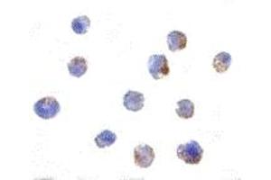Immunohistochemistry (IHC) image for anti-Elongator Complex Protein 1 (ELP1) (C-Term) antibody (ABIN1030431) (IKAP/p150 anticorps  (C-Term))