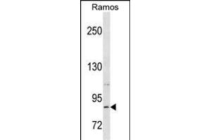 RXFP2 Antibody (C-term) (ABIN1537554 and ABIN2850376) western blot analysis in Ramos cell line lysates (35 μg/lane). (RXFP2 anticorps  (C-Term))