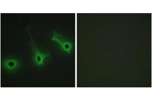 Immunofluorescence analysis of HeLa cells, using Collagen V alpha3 Antibody.