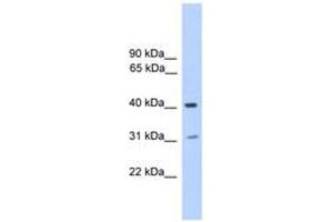 Image no. 1 for anti-Phosphatase, Orphan 2 (PHOSPHO2) (N-Term) antibody (ABIN6745589) (PHOSPHO2 anticorps  (N-Term))