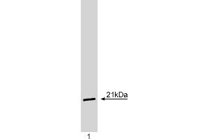 Western Blotting (WB) image for anti-Cyclin-Dependent Kinase Inhibitor 1A (p21, Cip1) (CDKN1A) antibody (ABIN967445) (p21 anticorps)