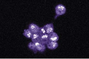Immunofluorescence staining of PC12 cells (EPH Receptor A4 anticorps  (AA 279-472))