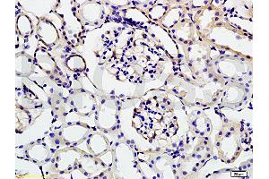 Formalin-fixed and rat kidney tissue labeled with Anti-KLK1 Polyclonal Antibody (ABIN675983), Unconjugated at 1:200 followed by conjugation to the secondary antibody and DAB staining (Kallikrein 1 anticorps  (AA 101-200))