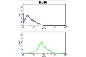 PRKRA Antibody  (ABIN392151 and ABIN2841876) flow cytometric analysis of HL60 cells (bottom histogram) compared to a negative control cell (top histogram). (PRKRA anticorps  (AA 225-252))