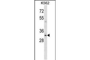 Western blot analysis in K562 cell line lysates (35ug/lane). (HOXB8 anticorps  (C-Term))