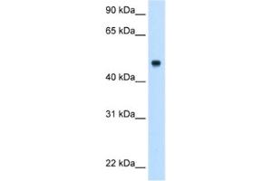 Western Blotting (WB) image for anti-Complement Component 8, beta Polypeptide (C8B) antibody (ABIN2462792) (C8B anticorps)
