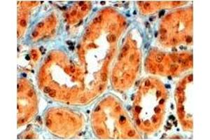 AP23770PU-N SEMA5A antibody staining of paraffin embedded Human Kidney at 4 µg/ml. (SEMA5A anticorps  (Internal Region))