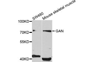 Western blot analysis of extracts of various cell lines, using GAN antibody (ABIN5972335) at 1/1000 dilution. (GAN anticorps)