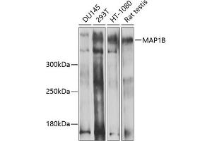 Western blot analysis of extracts of various cell lines, using MB antibody (ABIN1680748, ABIN3017668, ABIN3017669 and ABIN6220205) at 1:1000 dilution. (MAP1B anticorps  (AA 1820-2100))