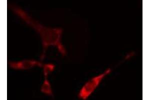 ABIN6274312 staining NIH-3T3 cells by IF/ICC. (SFRS17A anticorps)