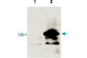 Western blot analysis of 293 cells transfected with a lacZ-V5-tagged vector (Lane 2) and untransfected control (Lane 1). (V5 Epitope Tag anticorps  (AA 95-108))