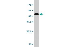 Western Blot detection against Immunogen (65.