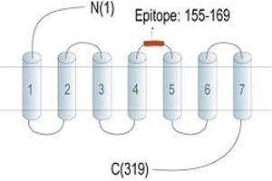 anti-G Protein-Coupled Receptor 171 (GPR171) (2nd Extracellular Loop), (AA 155-169) antibody (PE)