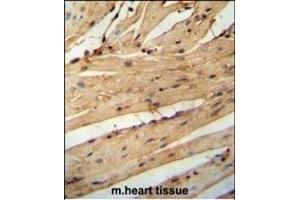 LARP6 antibody (N-term) (ABIN654784 and ABIN2844464) immunohistochemistry analysis in formalin fixed and paraffin embedded mouse heart tissue followed by peroxidase conjugation of the secondary antibody and DAB staining. (LARP6 anticorps  (N-Term))