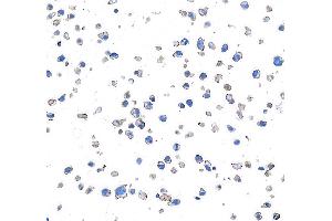 Immunocytochemistry (ICC) image for anti-CD28 (CD28) (AA 170-220) antibody (ABIN7455122) (Recombinant CD28 anticorps  (AA 170-220))