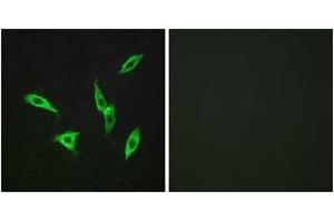 Immunofluorescence (IF) image for anti-Adenosine A2b Receptor (ADORA2B) (AA 231-280) antibody (ABIN2890803) (Adenosine A2b Receptor anticorps  (AA 231-280))