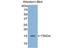 Western Blotting (WB) image for anti-Regenerating Islet-Derived 3 alpha (REG3A) (AA 40-164) antibody (ABIN3201756) (REG3A anticorps  (AA 40-164))