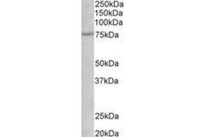 Image no. 1 for anti-Nerve Growth Factor Receptor (NGFR) (AA 202-215) antibody (ABIN1103253) (NGFR anticorps  (AA 202-215))