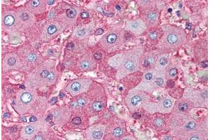Human Liver (formalin-fixed, paraffin-embedded) stained with Albumin antibody ABIN291153 at 5 ug/ml followed by biotinylated anti-mouse IgG secondary antibody ABIN481714, alkaline phosphatase-streptavidin and chromogen. (Albumin anticorps)