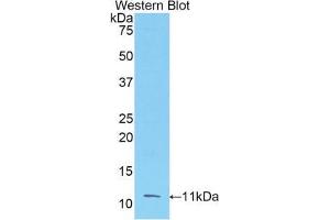 Western blot analysis of the recombinant protein. (FGF3 anticorps  (AA 154-232))