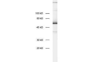 dilution: 1 : 1000, sample: rat brain homogenate (ZnF 370 anticorps)