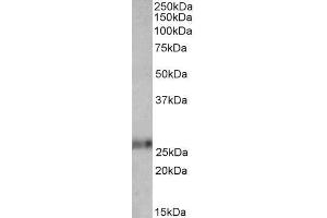 ABIN571256 (0. (Ephrin A1 anticorps  (Internal Region))