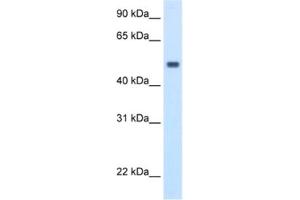 Western Blotting (WB) image for anti-Methionine Adenosyltransferase I, alpha (MAT1A) antibody (ABIN2462397) (MAT1A anticorps)