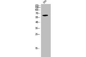 Western Blot analysis of 293 cells using Phospho-Krs-1/2 (T183) Polyclonal Antibody (STK3,STK4 (pThr183) anticorps)
