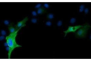 Anti-RND1 mouse monoclonal antibody (ABIN2453601) immunofluorescent staining of COS7 cells transiently transfected by pCMV6-ENTRY RND1 (RC205535).