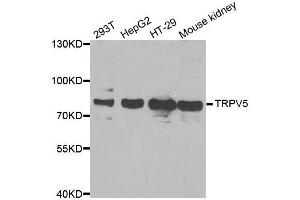 Western blot analysis of extracts of various cell lines, using TRPV5 antibody.