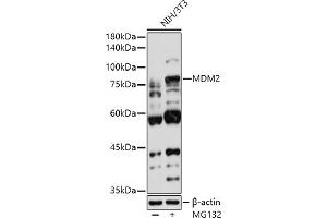 Western blot analysis of extracts of NIH/3T3 cells, using MDM2 antibody  at 1:1000 dilution.