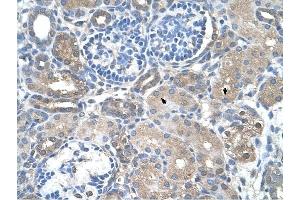 SARDH antibody was used for immunohistochemistry at a concentration of 4-8 ug/ml to stain Epithelial cells of renal tubule (arrows) in Human Kidney. (SARDH anticorps  (Middle Region))