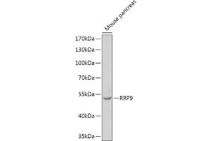 Western blot analysis of extracts of Mouse pancreas, using RRP9 antibody (ABIN7270046) at 1:1000 dilution.
