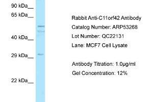 Western Blotting (WB) image for anti-Chromosome 11 Open Reading Frame 42 (C11ORF42) (C-Term) antibody (ABIN2785318) (C11ORF42 anticorps  (C-Term))