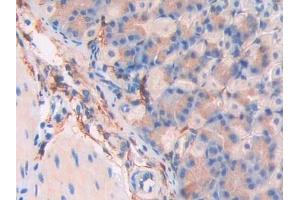 Detection of CD34 in Mouse Stomach Tissue using Polyclonal Antibody to Cluster Of Differentiation 34 (CD34)