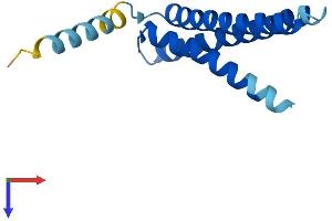AlphaFold protein structure predicition of Human Recombinant TMEM170B Protein, UniprotID Q5T4T1