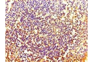 Immunohistochemistry of paraffin-embedded human tonsil tissue using ABIN7155713 at dilution of 1:100