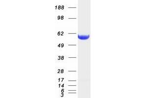 Validation with Western Blot