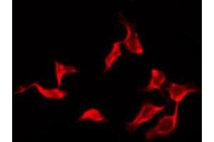 ABIN6276132 staining RAW264.