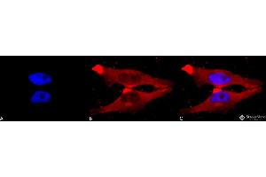Immunocytochemistry/Immunofluorescence analysis using Rabbit Anti-PUMA (CT) Polyclonal Antibody .