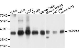 Western blot analysis of extract of various cells, using CAPZA1 antibody. (CAPZA1 anticorps)