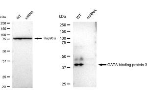 Western blotting analysis using GATA binding protein 3 antibody (ABIN7798695).