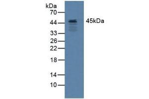 Western blot analysis of Mouse Heart Tissue. (SCCA1 anticorps  (AA 1-210))