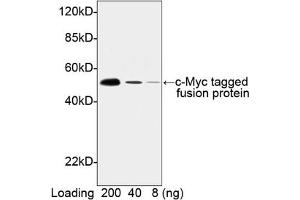Image no. 1 for anti-Myc Tag antibody (HRP) (ABIN294583) (Myc Tag anticorps  (HRP))