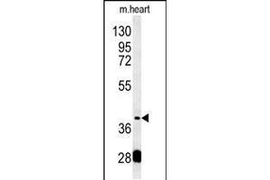 Western blot analysis in mouse heart tissue lysates (15ug/lane). (PON2 anticorps  (AA 74-101))