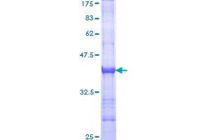 Image no. 1 for Contactin Associated Protein 1 (CNTNAP1) (AA 22-131) protein (GST tag) (ABIN1349901)