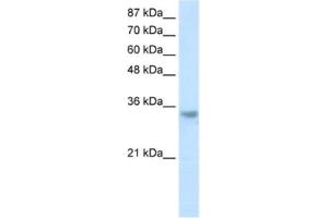 Western Blotting (WB) image for anti-Ribonuclease H2, Subunit A (RNASEH2A) antibody (ABIN2462213) (RNASEH2A anticorps)