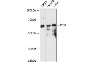 Western blot analysis of extracts of various cell lines, using PES1 antibody (ABIN7269255) at 1:3000 dilution.