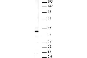 Histone macroH2A1 pAb tested by Western blot. (Histone MroH2A1 (N-Term) anticorps)