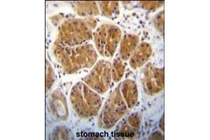 EIF2C2 Antibody immunohistochemistry analysis in formalin fixed and paraffin embedded human stomach tissue followed by peroxidase conjugation of the secondary antibody and DAB staining. (AGO2 anticorps  (N-Term))